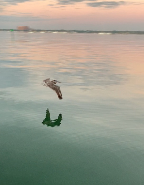 pelican